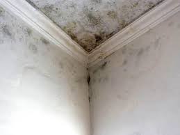 Best Residential Mold Inspection & Testing  in Waverly, NY