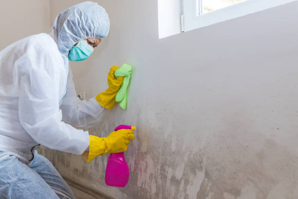 Best Mold Documentation for Insurance Claims  in Waverly, NY