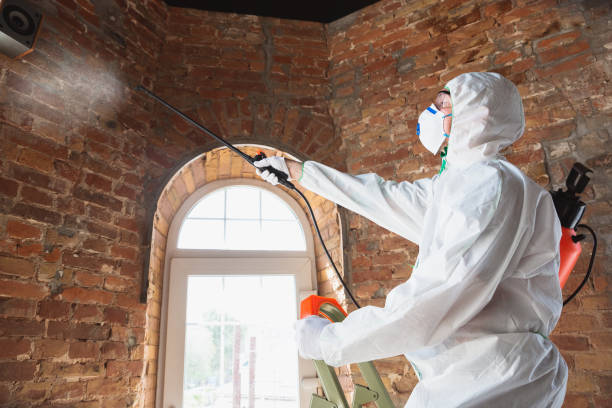 Waverly, NY Mold Removal & Remediation Company