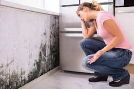 Best Forensic Mold Investigation  in Waverly, NY